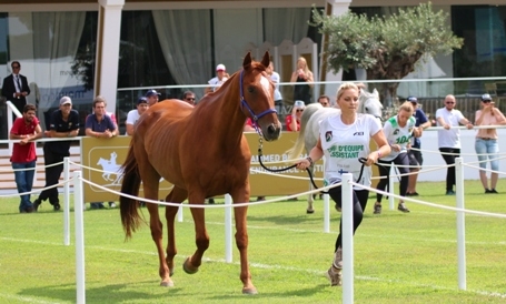 Everything ready FEI Meydan European Endurance Championship Young Riders & Juniors: 49 pairs at the start