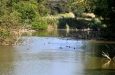 Parco Migliarino San Rossore Massaciuccoli - Aree umide