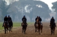 Ippodromo di San Rossore - Allenamento