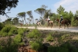 H.H. Sheikh Mohammed Bin Rashid Al Maktoum Italy Endurance Festival 2018 by CHANTAL SIKKINK - H.H. Sheikh Mohammed Bin Rashid Al Maktoum Italy Endurance Festival 2018 by CHANTAL SIKKINK